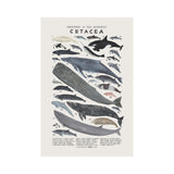 Cetacea Print, Kelzuki, Dapper Mr Bear